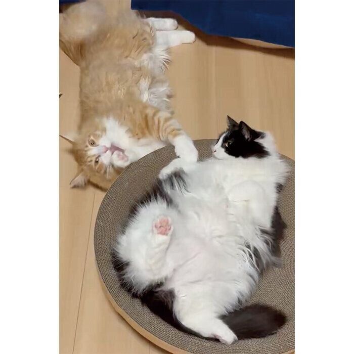 大きく成長したきなこくんとおはぎちゃん