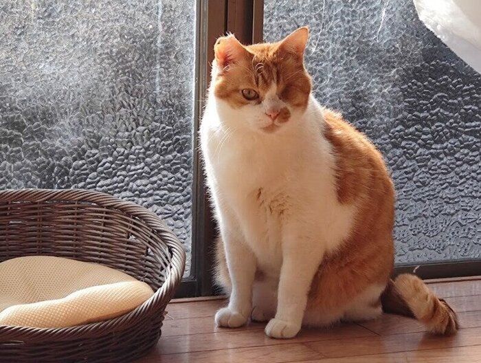 座っている猫