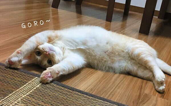 ヘソ天する猫