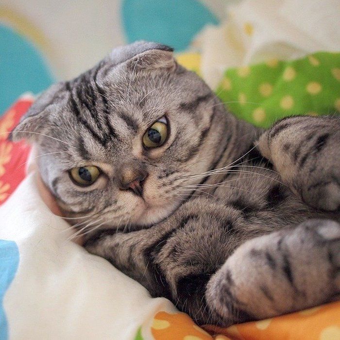 @tacos_cat