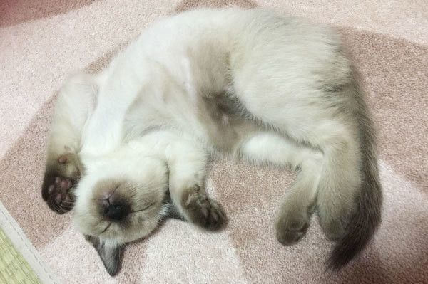 眠る猫