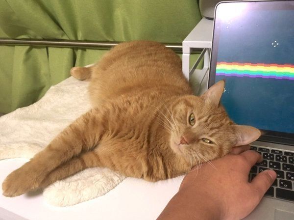 パソコンの上に乗るはっぴーちゃん