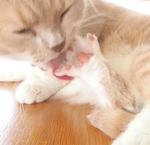 肉球を舐めるネネちゃん