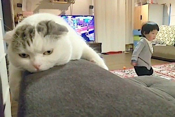 子どもとテンションのギャップがある猫