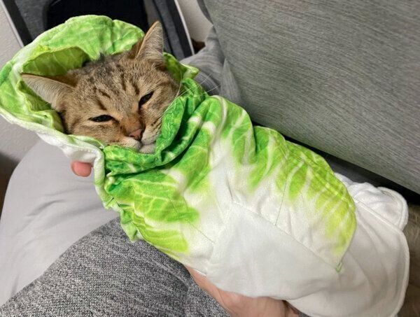 白菜おくるみに包まれるみにらくん