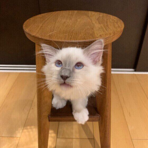碧ちゃん