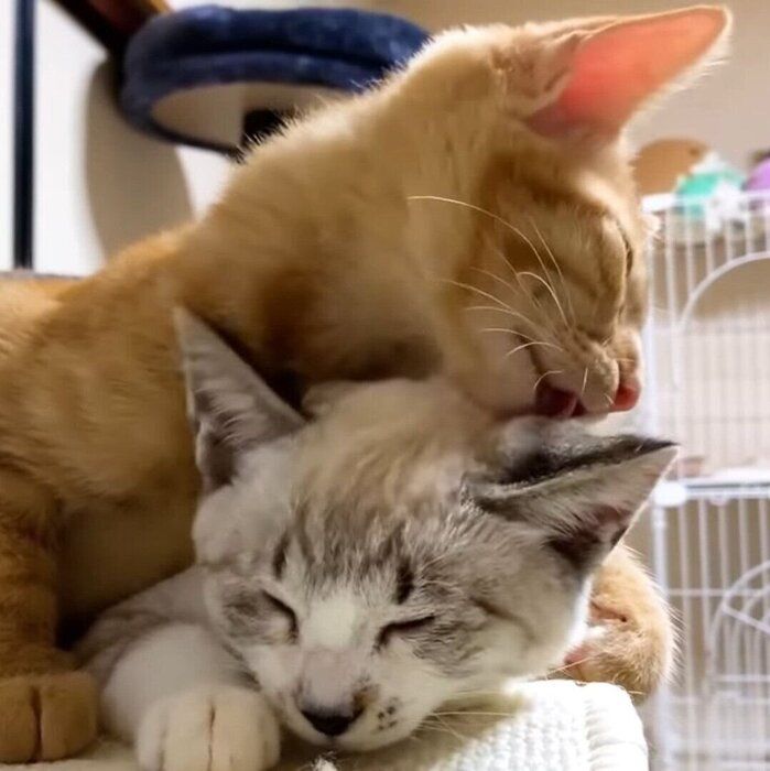仲良しなリノちゃんとリクちゃん