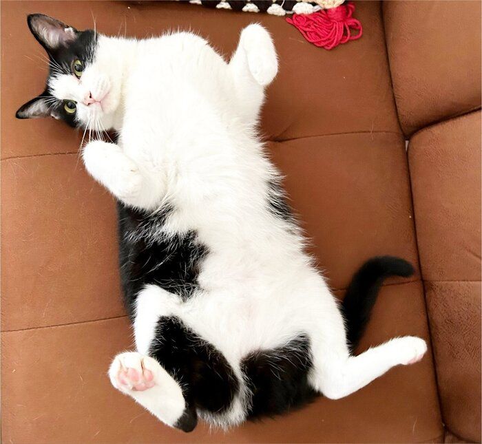 お腹を見せている猫