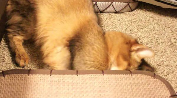顔を隠す猫