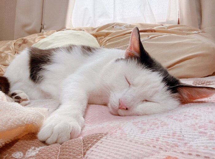 ベッドで眠る猫