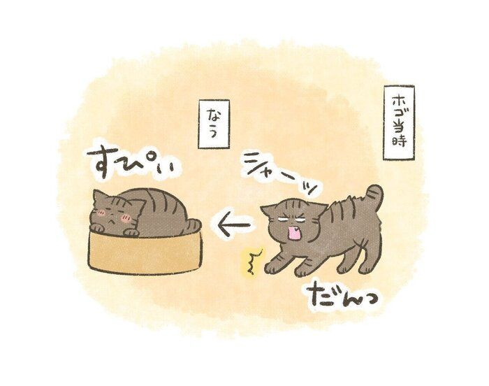 威嚇から塩対応へ…愛猫の大人すぎる対応【連載】交通事故にあった猫を拾いました#230