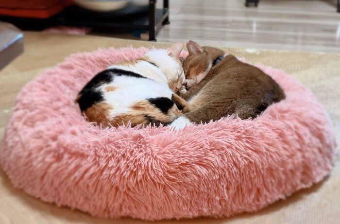 くっついて眠るしらすちゃん、おこめちゃん