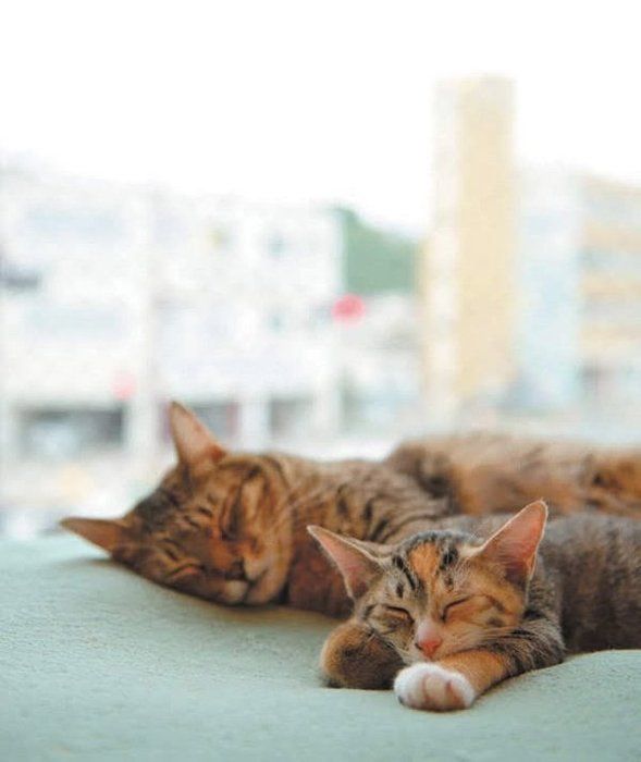 猫のひなたぼっこ