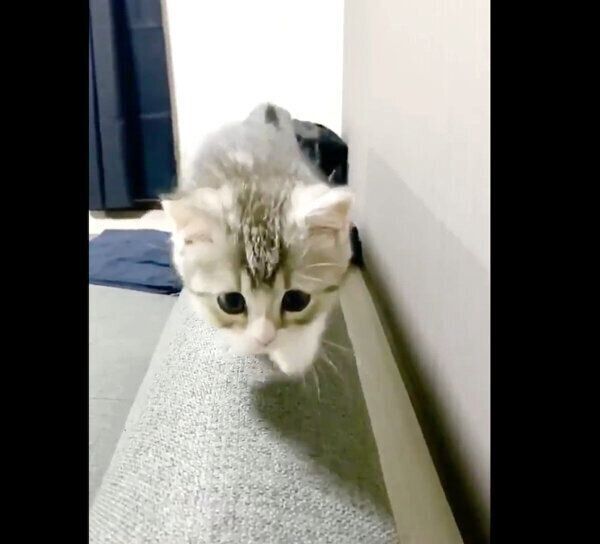 初めてソファに登れたもち様