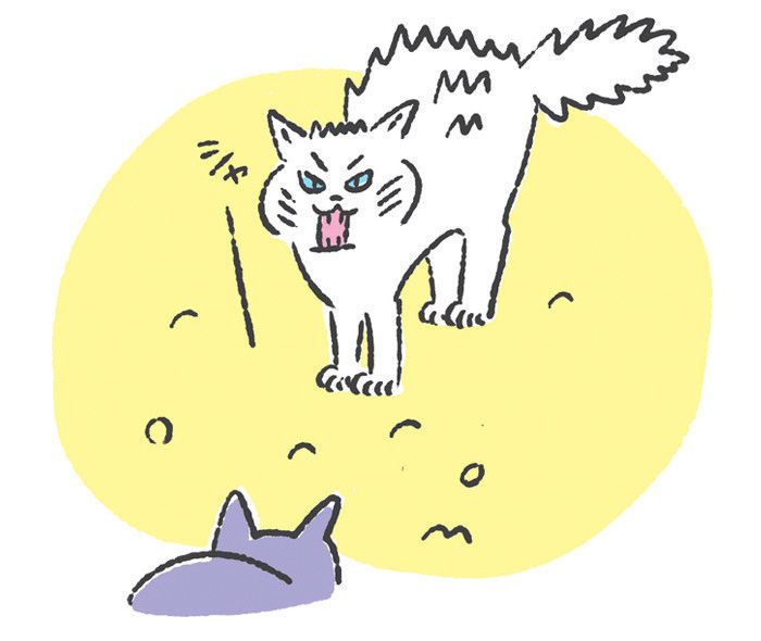 「噛む引っかく」猫キャラその2:縄張り意識の高い「オスの猫ちゃん」