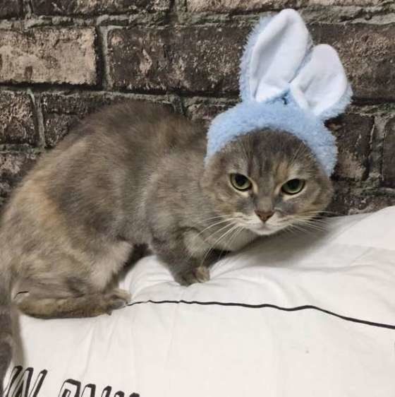 うさぎのかぶりものをしたシュワちゃん