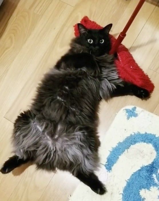 寝転ぶ猫