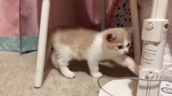 家に来た日のてんぷらちゃん