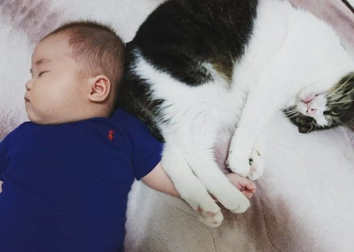 赤ちゃんと猫