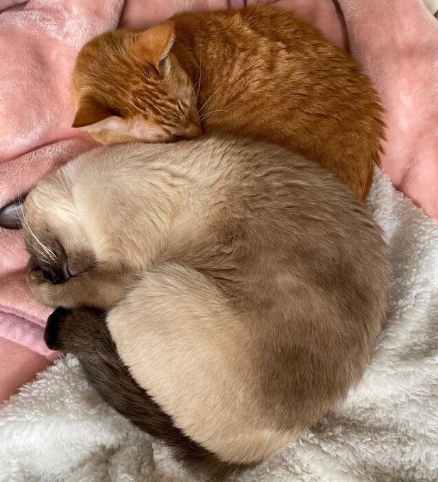 毛布の上で眠る猫たち