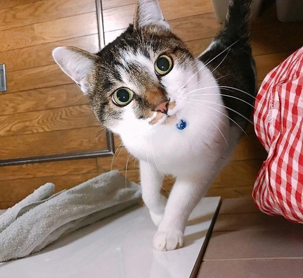 見つめる猫
