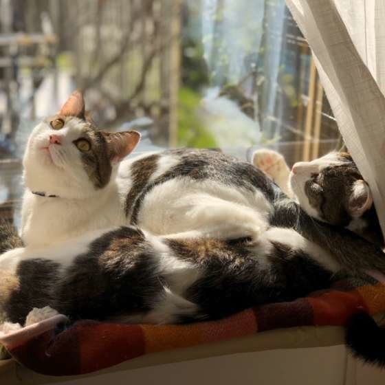 窓際の猫2匹