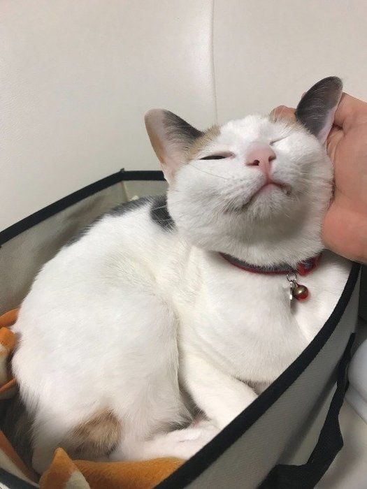 三毛猫