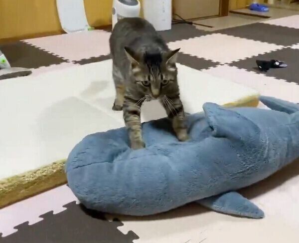 こねこねする猫ちゃん