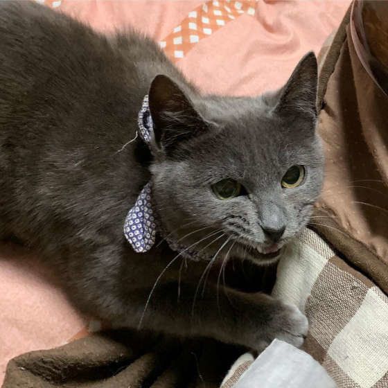 怒る猫