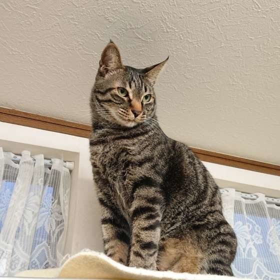 見つめる猫