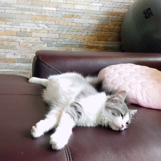 ソファに寝転がる猫