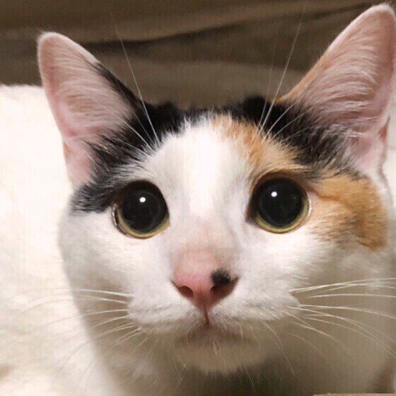 見つめる猫