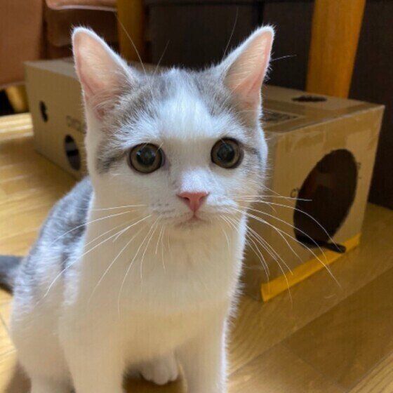 タルくん(スコティッシュフォールド)