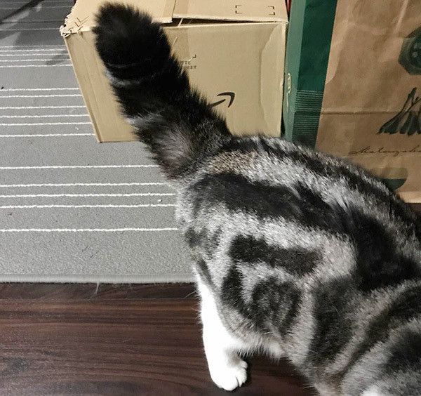 猫のしっぽ