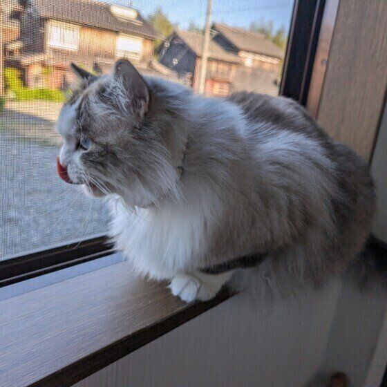 舌なめずりをするラグドール