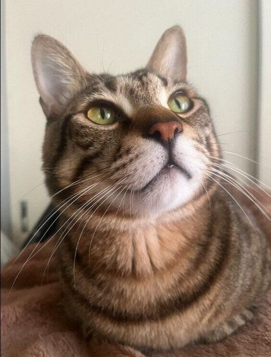 上の方を見る6才の猫