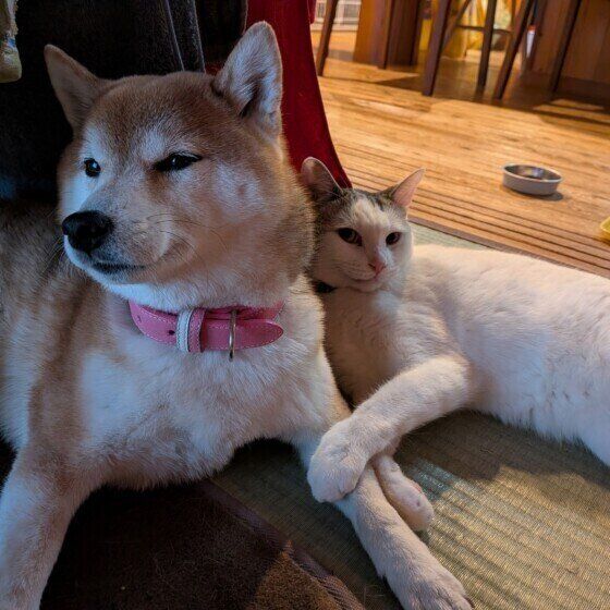 MIXサバトラの旭くんと同居犬ちゃん