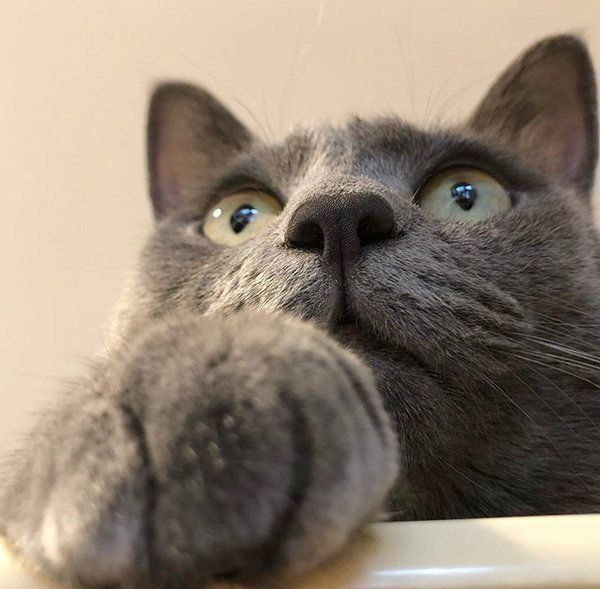見つめる猫