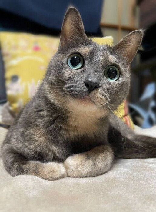 まんまるな目で飼い主を見つめる猫