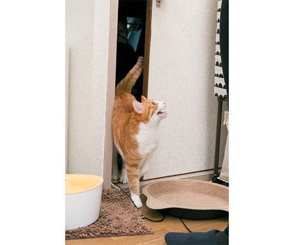 歩く猫