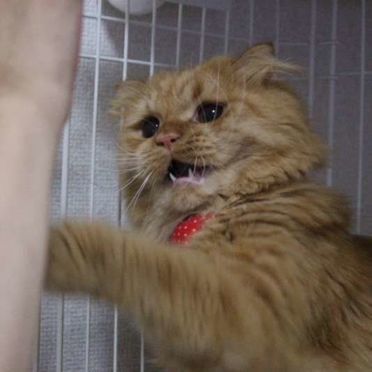 ねこパンチしているスコティッシュのこなぽん