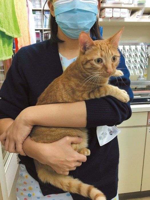 ねこのきもち3月号「噛む・引っかくされる前にできること」