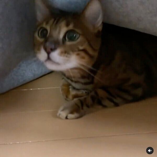 マットの下にいるマナくん