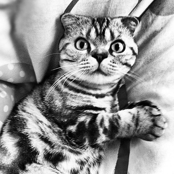 @tacos_cat