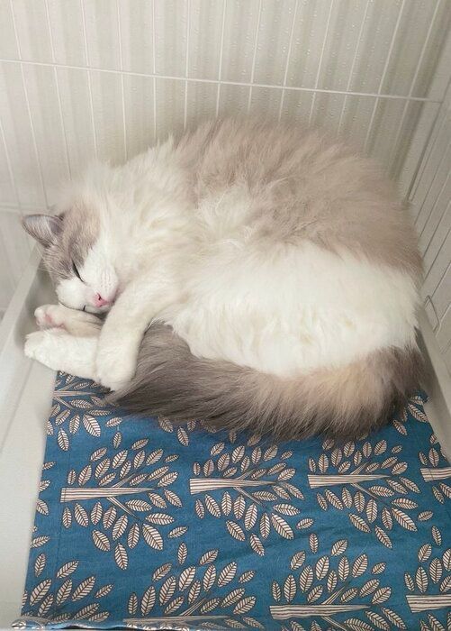 丸まって寝ているラグドール