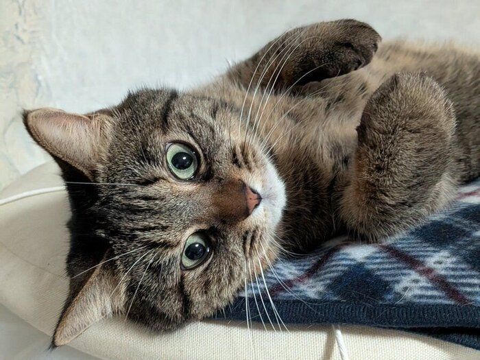 あおむけに寝転がるCielちゃん