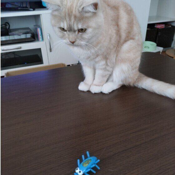 おもちゃを見つめる猫