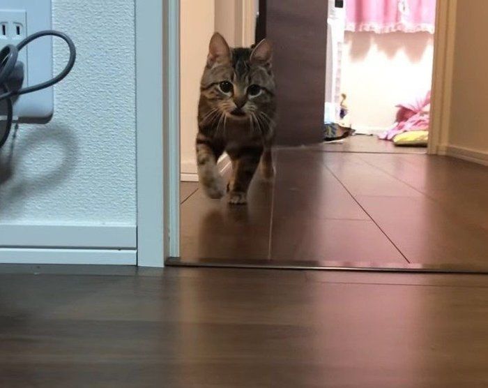 走る猫