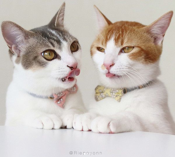双子の猫