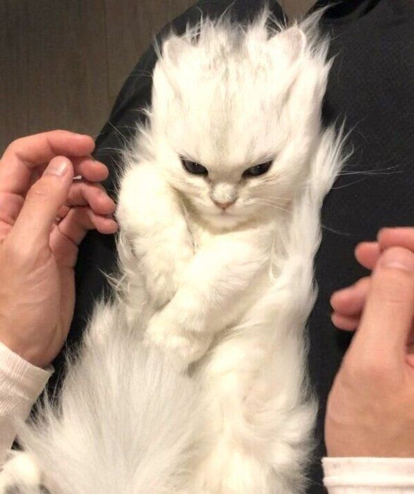 毛を逆立てられるこうめちゃん
